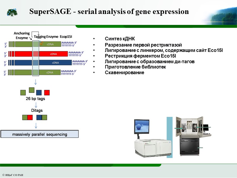 SuperSAGE - serial analysis of gene expression  Синтез кДНК Разрезание первой рестриктазой Лигирование
